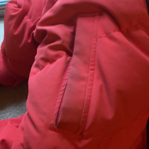 Canadian Goose - Picture 4 of 12